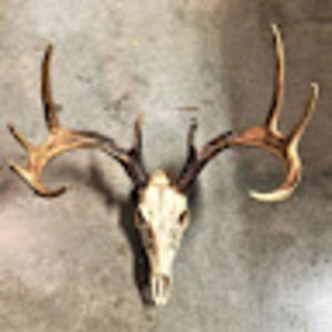 Meet your Posher, Jayce